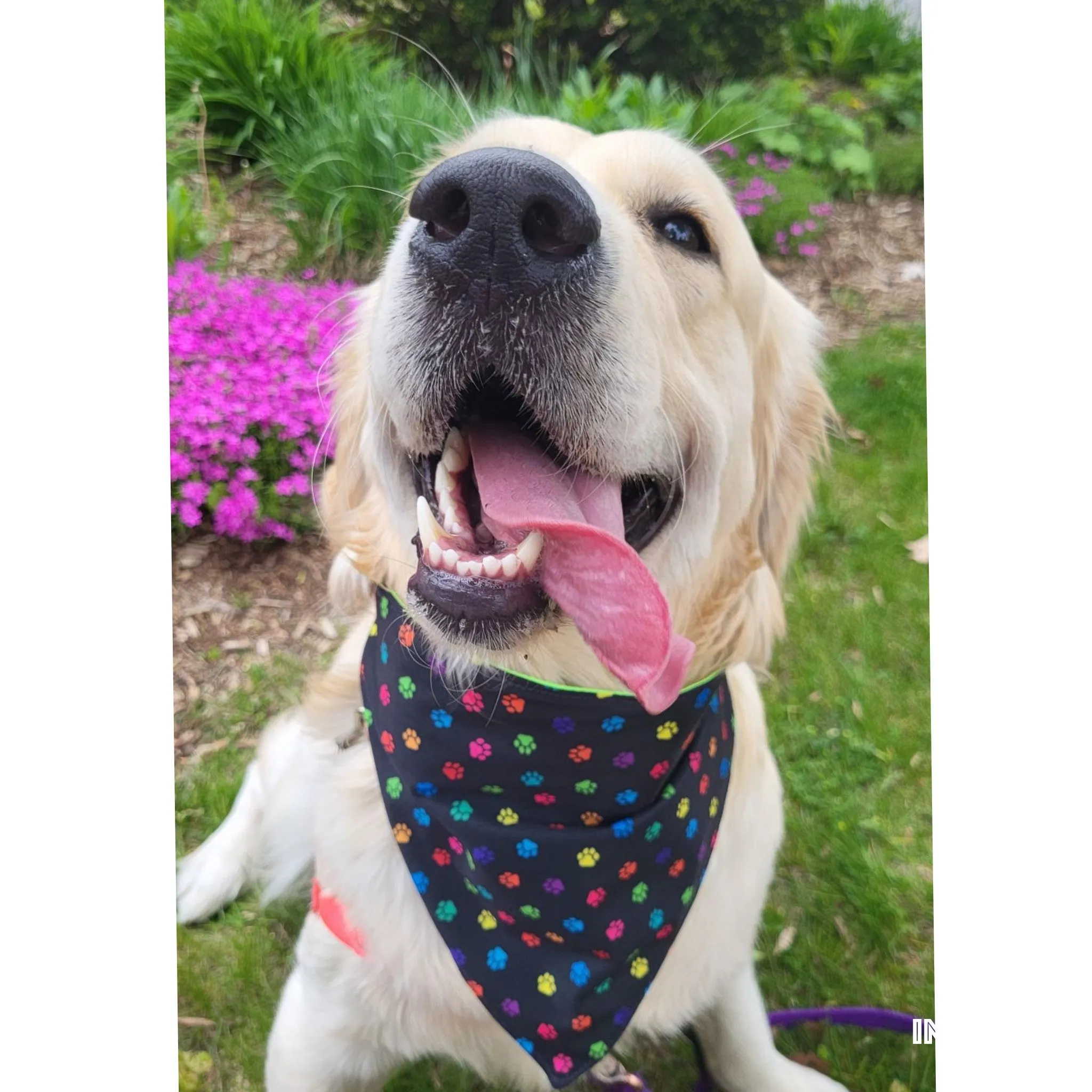 Dog Bandana  Scrunchie - Paw Prints