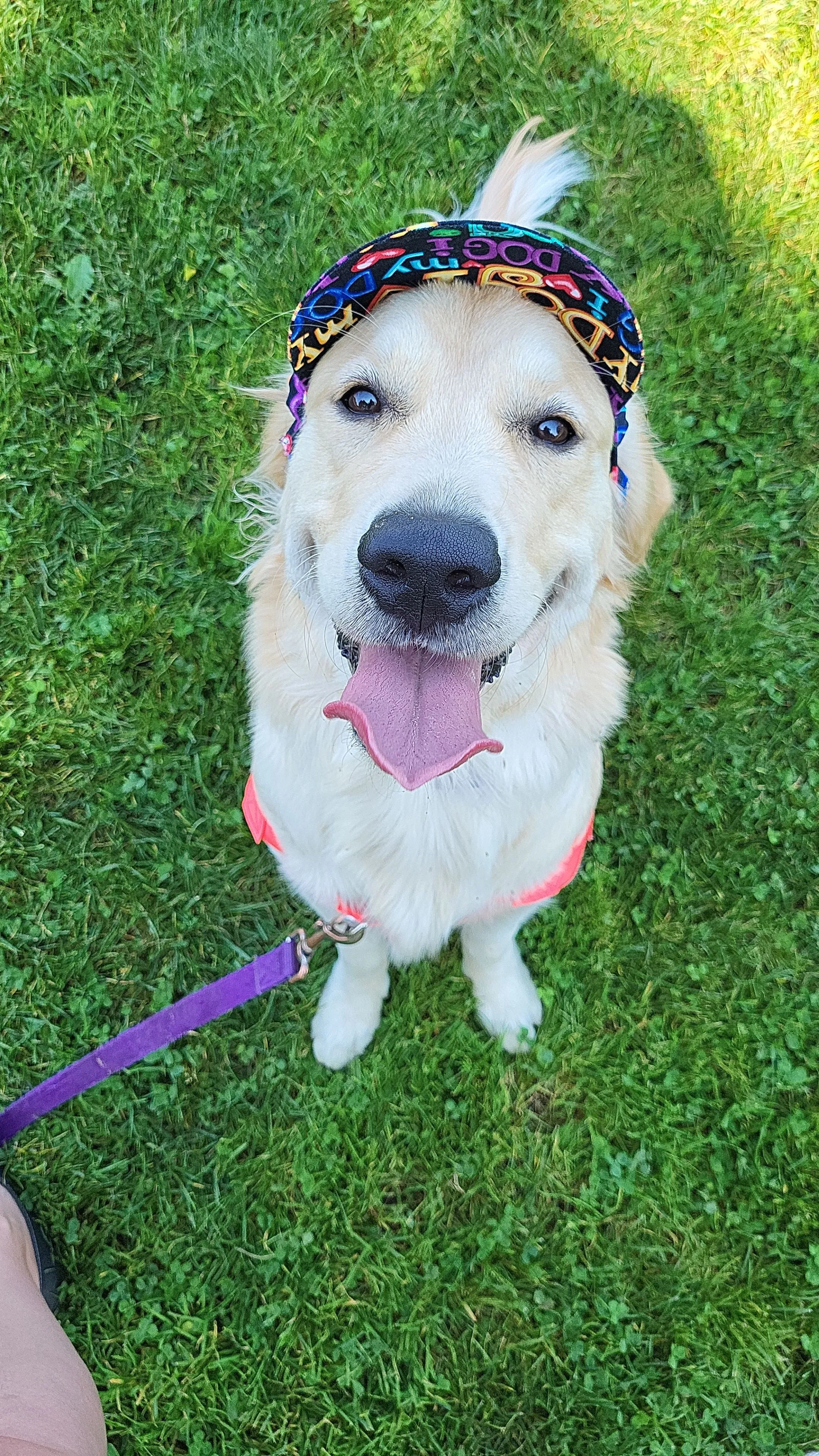 Dog Visor Hat - I Love My Dog